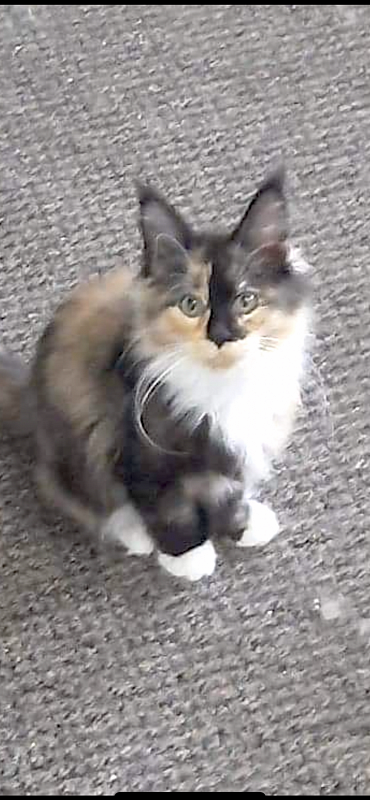 Pandora - maine-coon