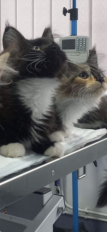 Pandora - maine-coon