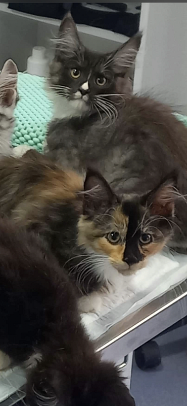 Pandora - maine-coon