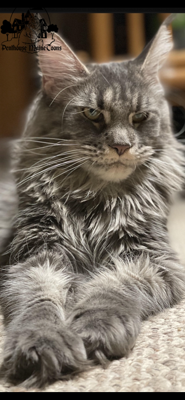 Sky - maine-coon
