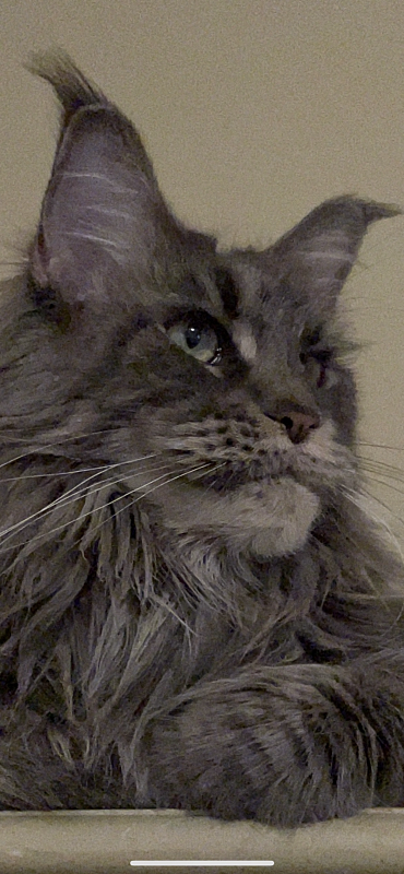 Sky - maine-coon