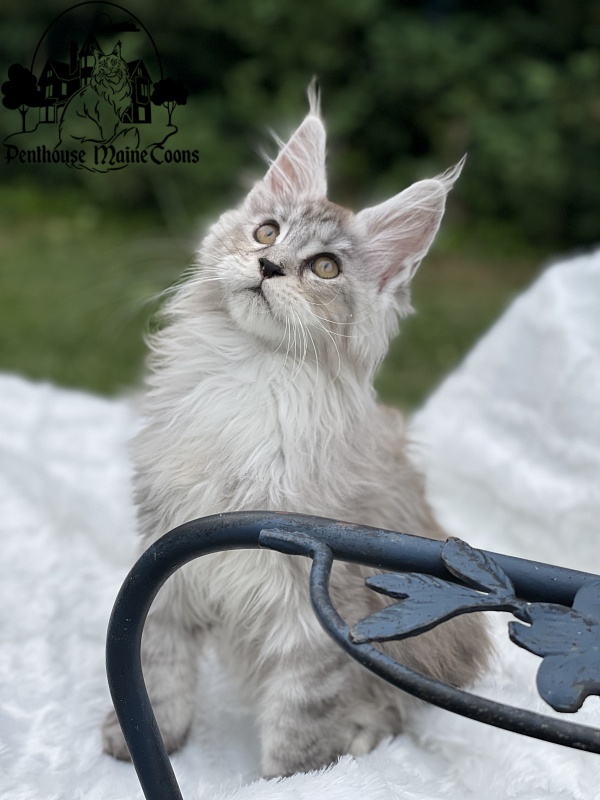 Helga - Kitten maine-coon 2 months 1.5 week