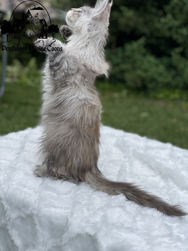 Helga - Kitten maine-coon 2 months 1.5 week