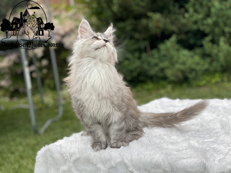 Helga - Kitten maine-coon 2 months 1.5 week