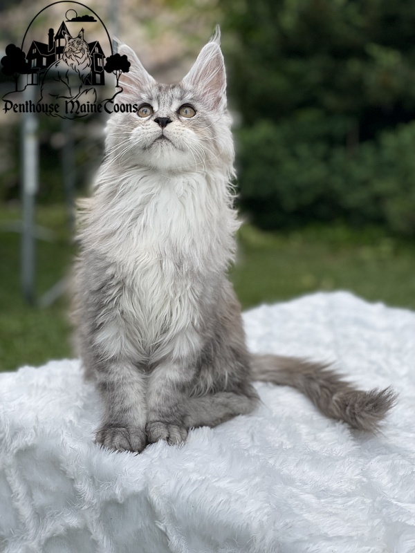 Helga - Kitten maine-coon 2 months 1.5 week