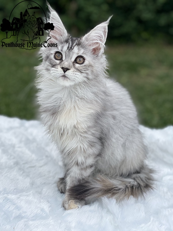 Alexia - Kitten maine-coon 2 months 1.5 week