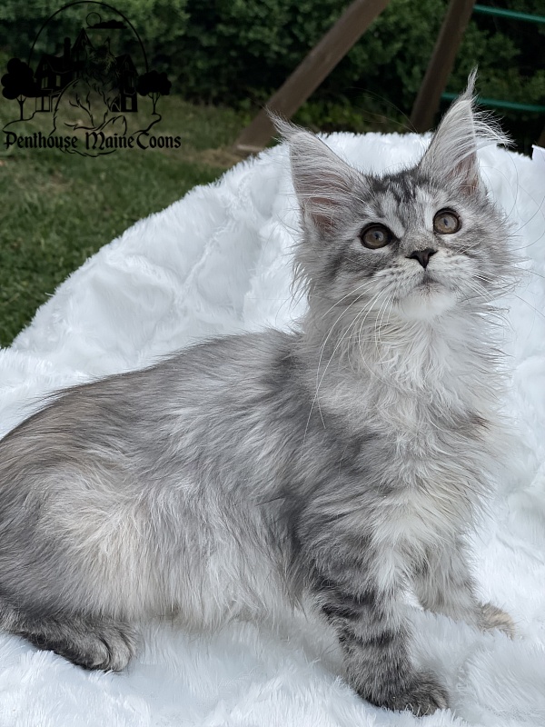 Alexia - Kitten maine-coon 2 months 1.5 week