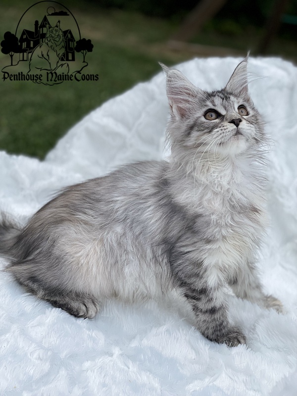 Alexia - Kitten maine-coon 2 months 1.5 week