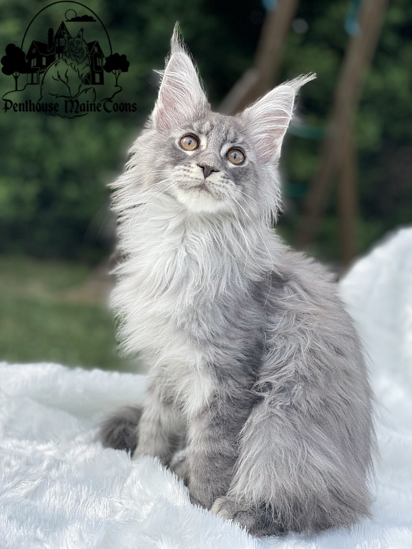 Domino - Kitten maine-coon 2 months 1.5 week