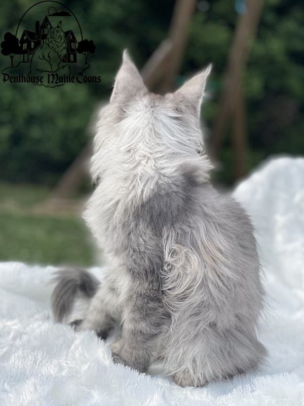 Domino - Kitten maine-coon 2 months 1.5 week