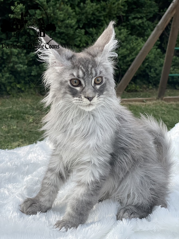 Domino - Kitten maine-coon 2 months 1.5 week