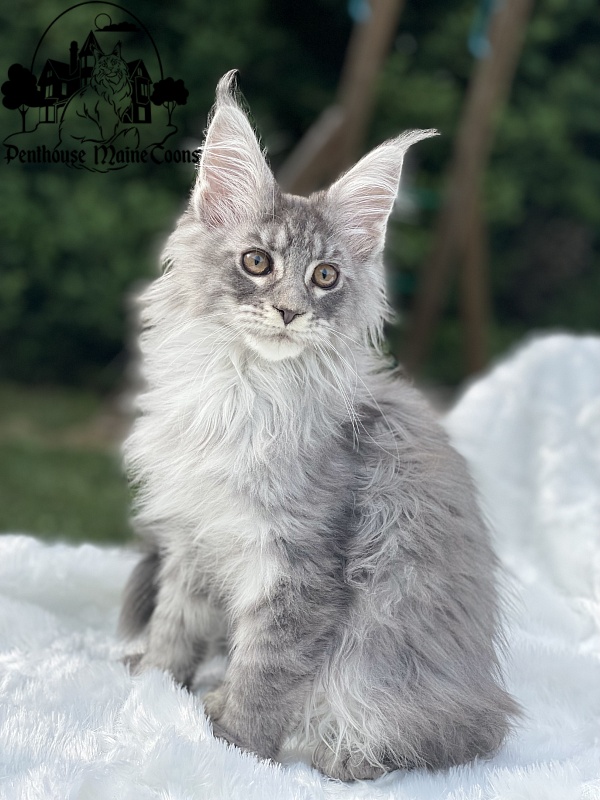Domino - Kitten maine-coon 2 months 1.5 week