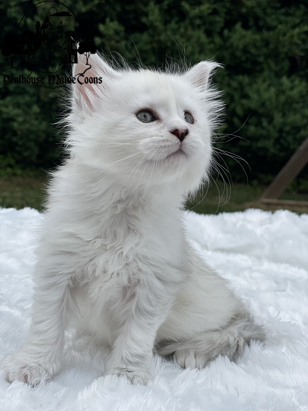 Ivory - Kitten maine-coon 4 weeks