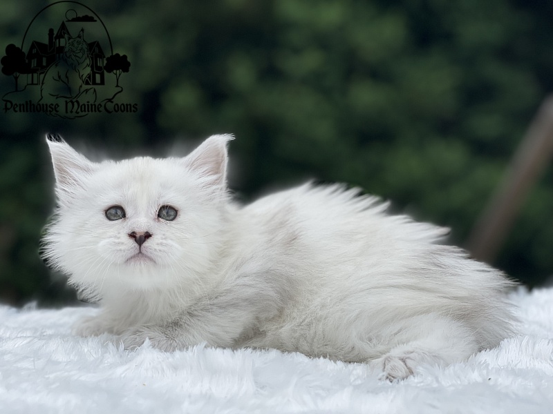 Ivory - Kitten maine-coon 4 weeks