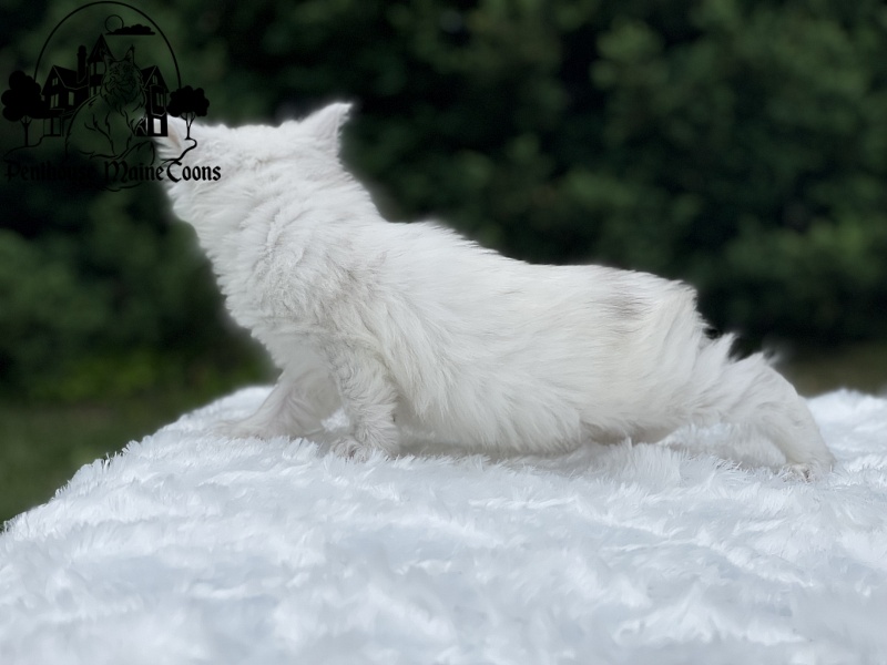 Ivory - Kitten maine-coon 4 weeks