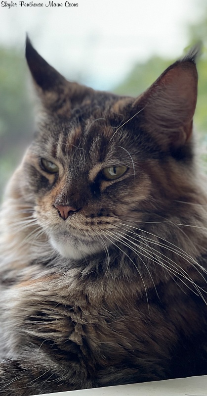 Skyler Penthouse Maine Coons - maine-coon