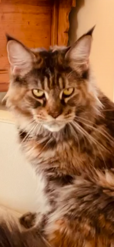 Skyler Penthouse Maine Coons - maine-coon