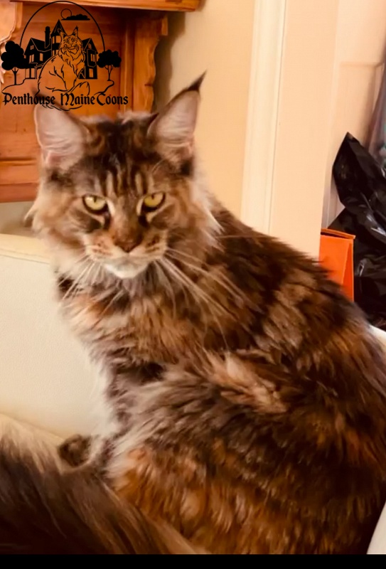 Skyler Penthouse Maine Coons - maine-coon