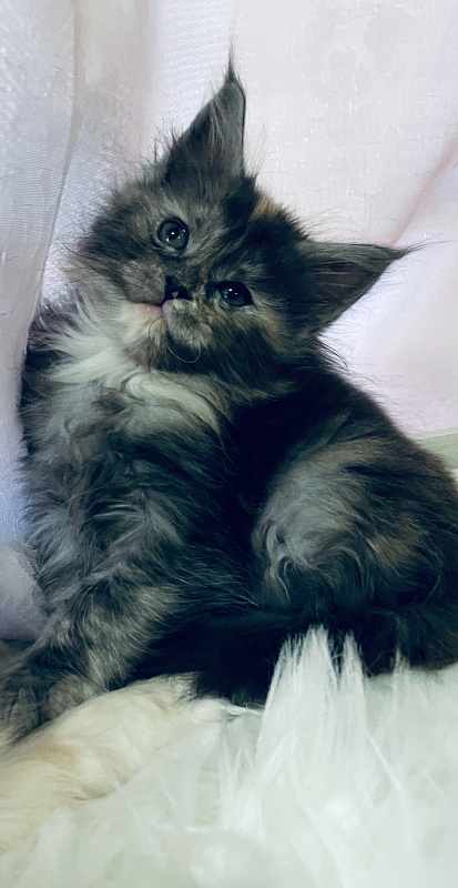 Lorna  Penthouse Maine Coons - maine-coon