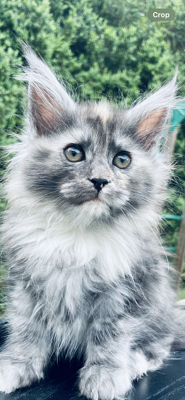 Lorna  Penthouse Maine Coons - maine-coon