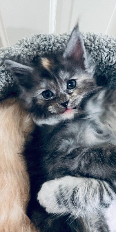 Lorna  Penthouse Maine Coons - maine-coon