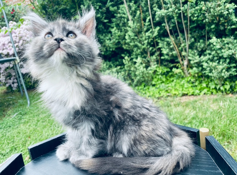 Lorna  Penthouse Maine Coons - maine-coon