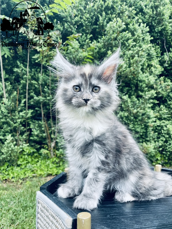 Lorna  Penthouse Maine Coons - Kitten maine-coon 2 months