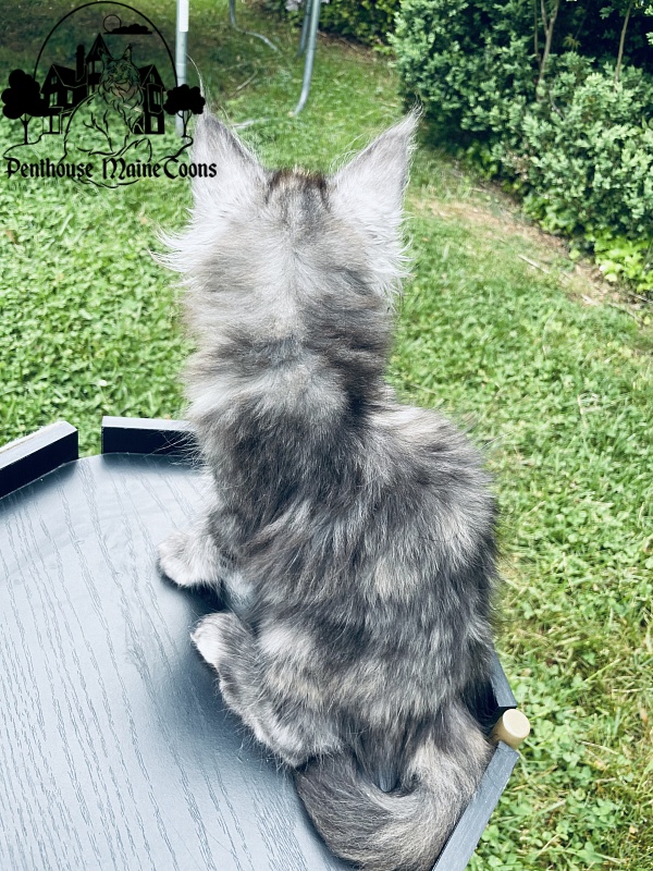 Lorna  Penthouse Maine Coons - Kitten maine-coon 2 months