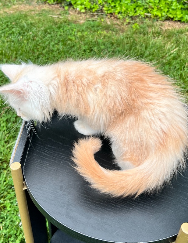 Crush Penthouse Maine Coons - maine-coon