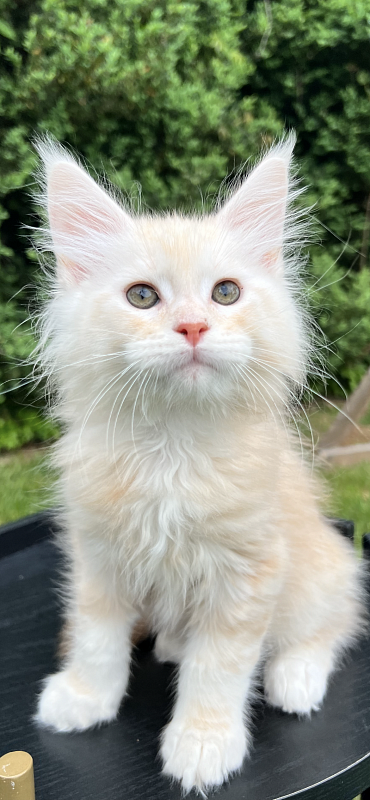 Crush Penthouse Maine Coons - maine-coon