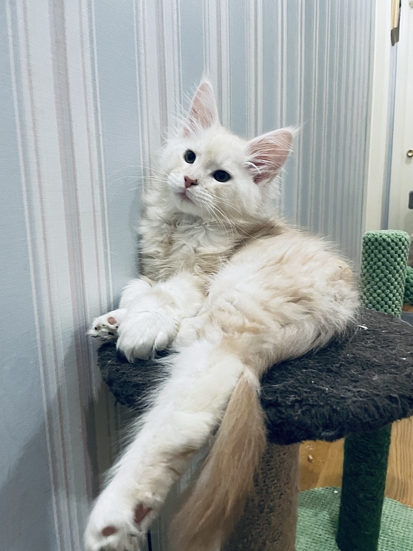 Crush Penthouse Maine Coons - Kitten maine-coon 2 months 1.5 week