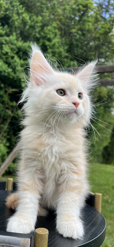 Crush Penthouse Maine Coons - maine-coon