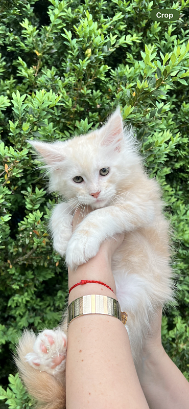 Crush Penthouse Maine Coons - maine-coon