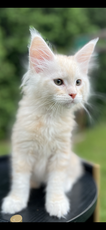 Crush Penthouse Maine Coons - maine-coon
