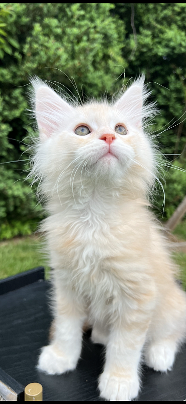 Crush Penthouse Maine Coons - maine-coon
