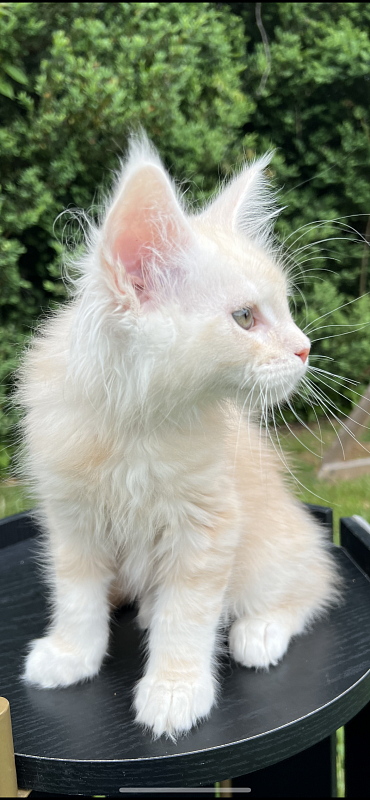 Crush Penthouse Maine Coons - maine-coon