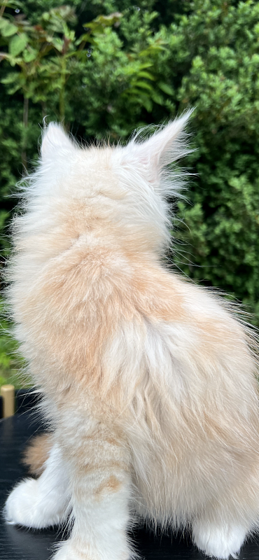 Crush Penthouse Maine Coons - maine-coon