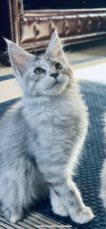 Bella Elsa  Penthouse Coons - maine-coon