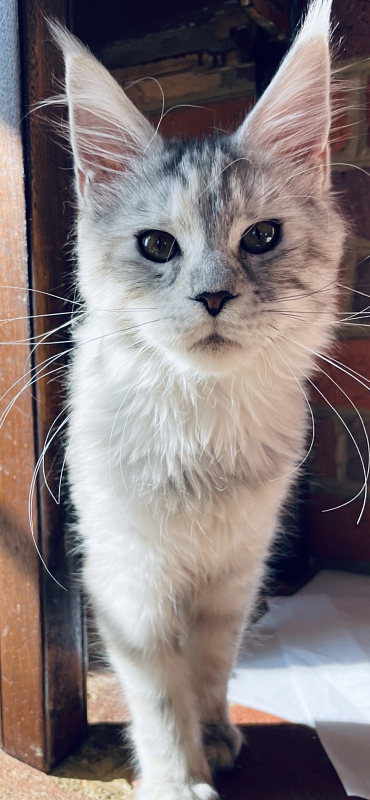 Bella Elsa  Penthouse Coons - maine-coon