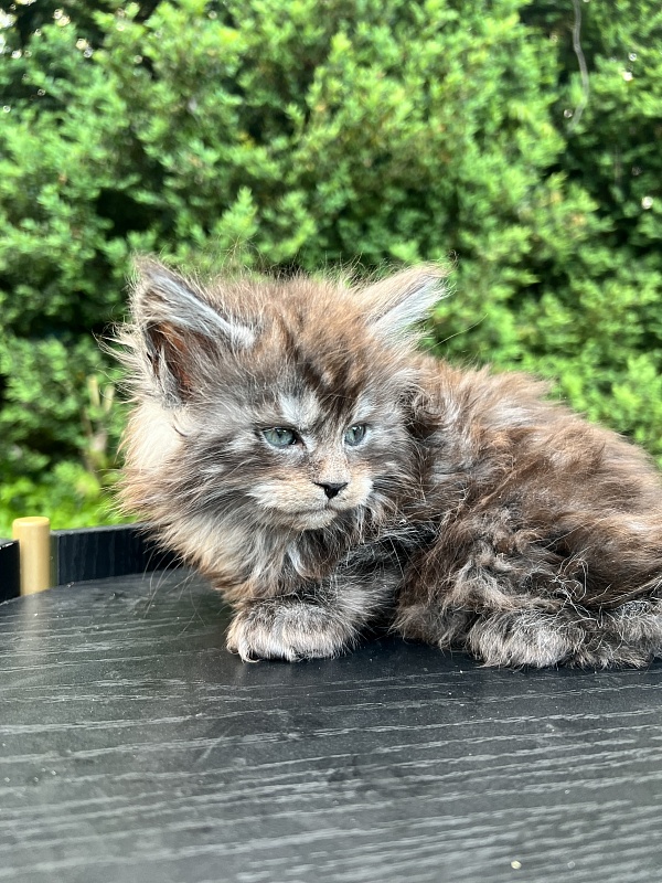 Elton  Penthouse Maine Coons - Kitten maine-coon 1 month 2 weeks