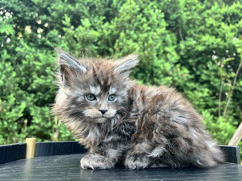 Elton  Penthouse Maine Coons - Kitten maine-coon 1 month 2 weeks