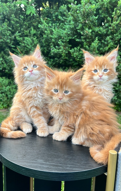 Harry Penthouse Maine Coons - maine-coon