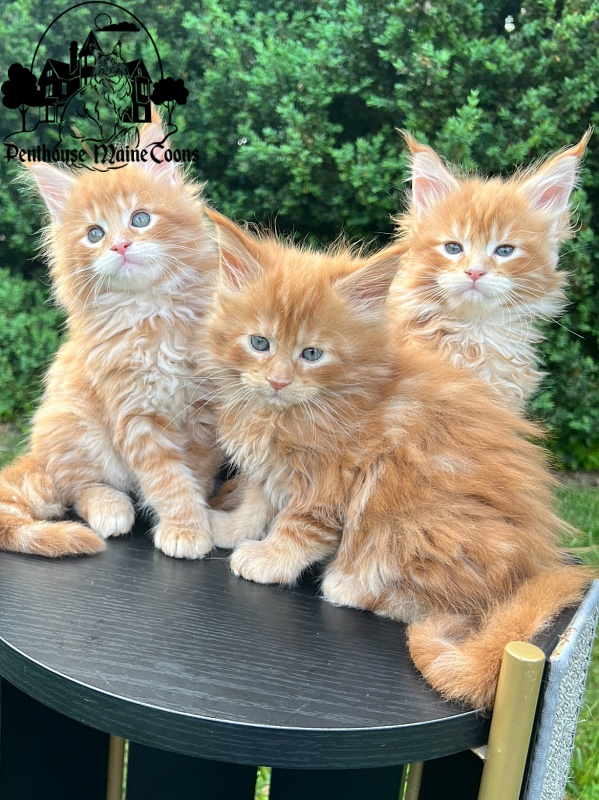 Admiral Penthouse Maine Coons - maine-coon