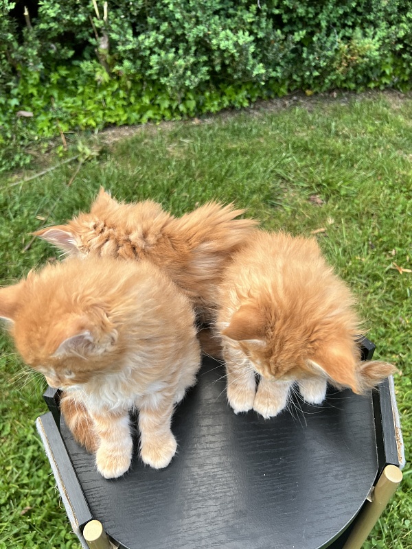 Alexander  Penthouse Maine Coons - Kitten maine-coon 1 month 2 weeks