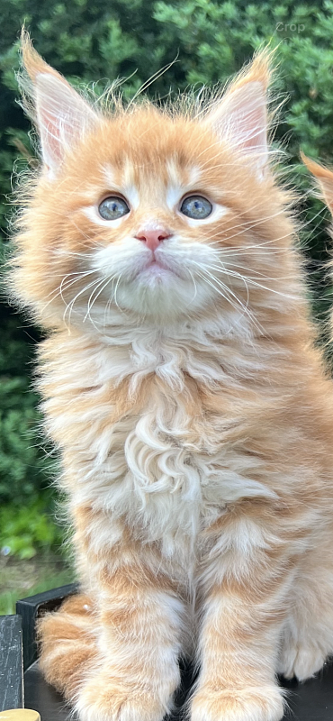 Alexander  Penthouse Maine Coons - maine-coon