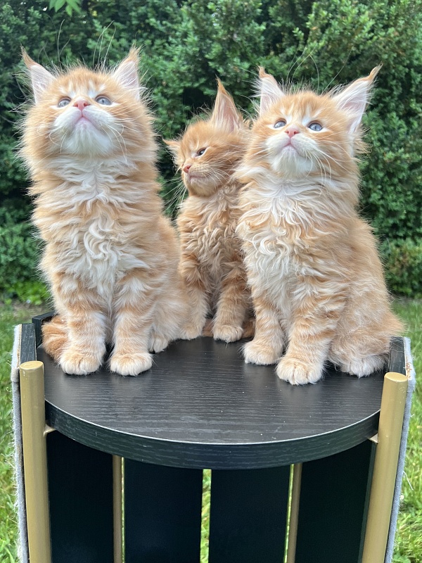 Alexander  Penthouse Maine Coons - Kitten maine-coon 1 month 2 weeks