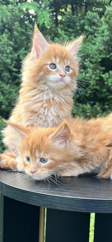Alexander  Penthouse Maine Coons - maine-coon