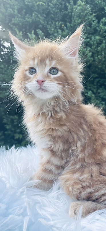 Alexander  Penthouse Maine Coons - maine-coon