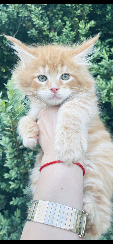 Alexander  Penthouse Maine Coons - maine-coon