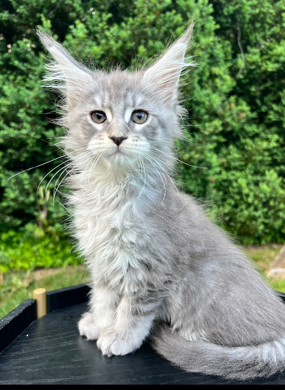 Paris  Penthouse Maine Coons - maine-coon